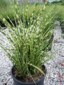 Miscanthus 'Gold Bar'  10l