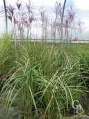 Miscanthus Gracillimus  10l