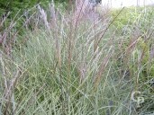 Miscanthus Sine  'Ferne Osten'