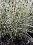 Miscanthus Sine  'Variegata'  10l