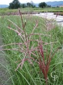 Miscanthus Sine 'Flamingo'