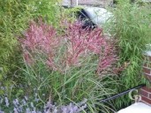 Miscanthus Sine 'Flamingo'