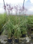 Miscanthus Sine 'Flamingo' 10l