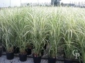 Miscanthus Sine 'Variegatus'    80  10l