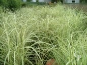 Miscanthus Sine 'Variegatus'   10l