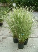 Miscanthus Sine 'Variegatus'  3l