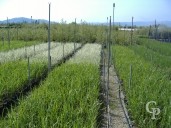 Miscanthus Sinensis   Selection 3l