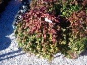 Nandina  'Firepower'