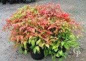 Nandina 'Firepower 10l