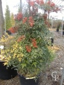 Nandina Domestica   1,00    35l