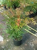 Nandina Domestica   60  10l