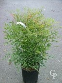 Nandina Domestica   60  10l