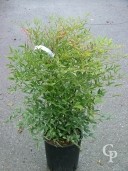 Nandina Domestica   60  10l