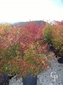 Nandina Domestica   80-1,00  15l