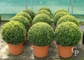 Buxus Sempervirens 50cm Ball