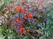 Nandina Domestica