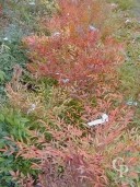 Nandina Domestica 5l