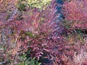 Nandina Domestica Colour