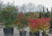 Nandina Various Sizes