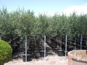 Olea  Europea 50l Group Pic