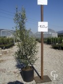 Olea C10 80-100cm