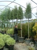 Olea Eur  20+ 2,00 Std Cone Crown