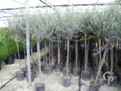 Olea Europea   12l