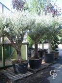 Olea Europea   130l