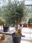 Olea Europea   160l