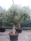 Olea Europea   160l