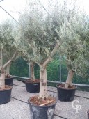 Olea Europea   160l