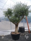 Olea Europea   160l