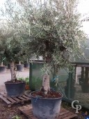 Olea Europea   160l