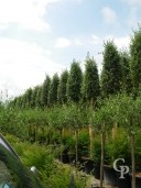 Olea Europea   2,00 Std 20-25  Cone Shaped Crown