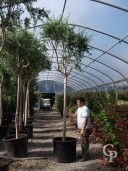 Olea Europea   20-25   Std  200l