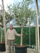 Olea Europea   20-25