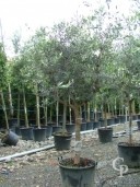 Olea Europea   20-25cm