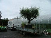 Olea Europea   500l