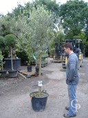 Olea Europea   Half Std  50l