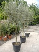 Olea Europea   Half Std  50l