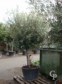 Olea Europea  160l