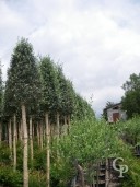 Olea Europea  2,00 Std  20-25 Cone Shaped Crown