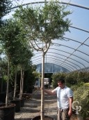 Olea Europea  20-25    Std   200l