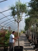 Olea Europea  20-25    Std   200l