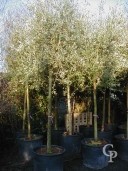 Olea Europea  20-25