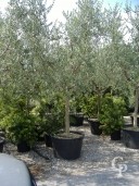 Olea Europea  25-30  200l