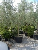 Olea Europea  25-30  200l