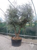 Olea Europea  500l