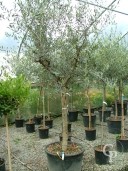 Olea Europea  Extra Strong 90l