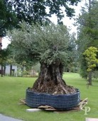 Olea Europea  Extra